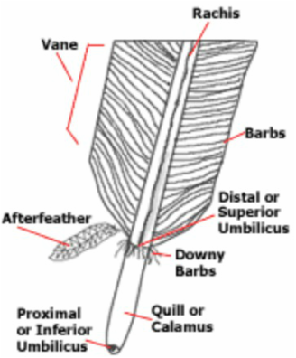 Feather: Anatomy and Function